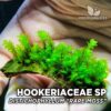 Hookeriaceae Distichophyllum Rare Moss musgo de acuario
