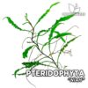 Pteridophyta Niah planta de acuario