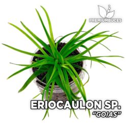 Eriocaulon Goias planta de acuario