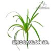 Planta de aquário Eriocaulon sp
