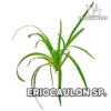 Eriocaulon sp aquariumplant