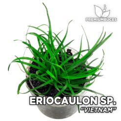 Eriocaulon Vietnam planta de acuario