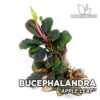 Bucephalandra Apfelblatt Aquarium Pflanze