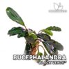 Planta de aquário Bucephalandra Black Ventii