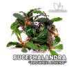 Bucephalandra Brownie Athena planta de acuario