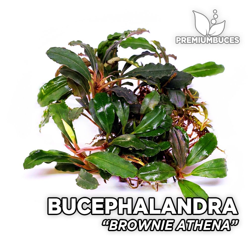 Bucephalandra 