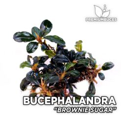 Bucephalandra Brownie Sugar planta de acuario