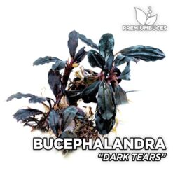 Bucephalandra Dark Tears planta de acuario