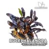 Planta de aquário escura de Bucephalandra Kedagang