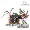Bucephalandra Mini Velvet planta de acuario
