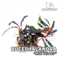 Bucephalandra Mini Velvet planta de acuario