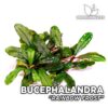 Bucephalandra Rainbow Frost planta de acuario