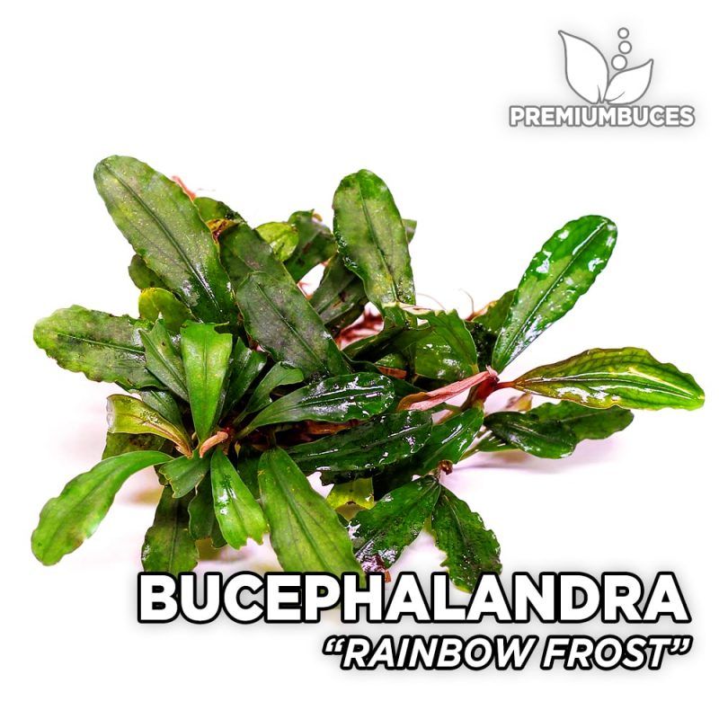 水草 Bucephalandra sp.King rainbow purple Bucephalandra sp.King rainbow purple（Jamie's Aquatic