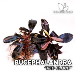 Bucephalandra Red Cloud planta de acuario