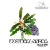 Bucephalandra Titan planta de acuario