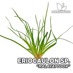 Buy Eriocaulon Premium Buces Buy Eriocaulon Premium Buces