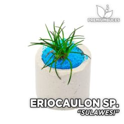 Eriocaulon Sulawesi planta de acuario
