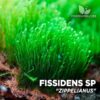 Fissidens Zippelianus aquarium moss