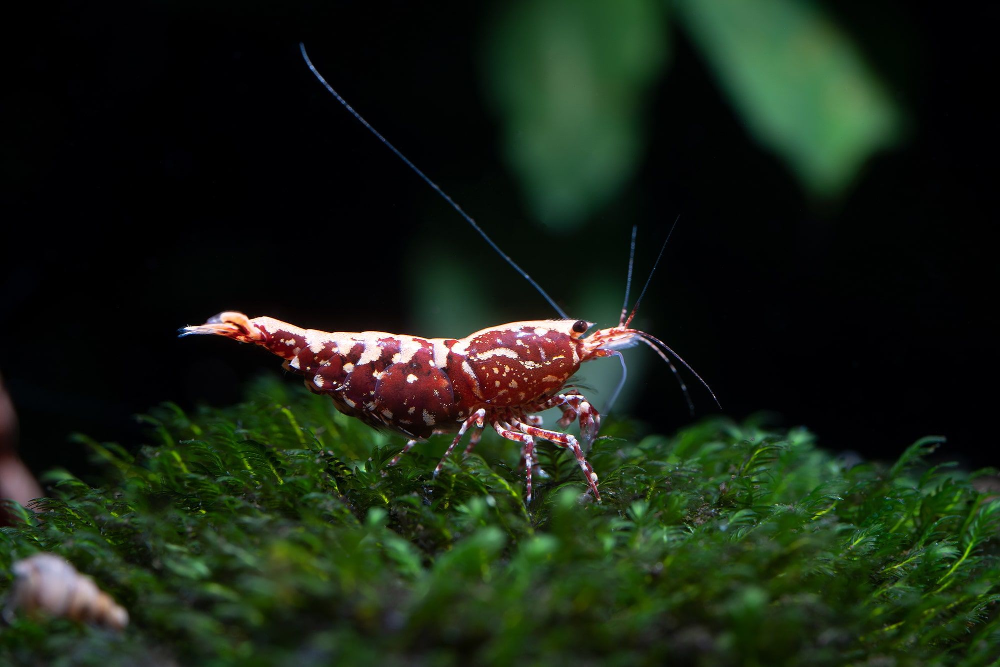 Seachem prime conditionneur d'eau pour aquarium pas cher