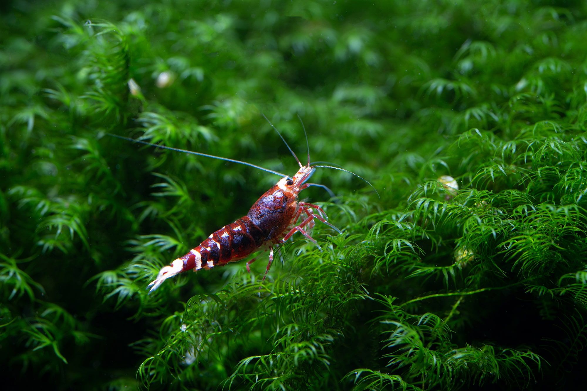 Quelles crevettes élever en aquarium ? Conseils et bonnes pratiques  d'élevage