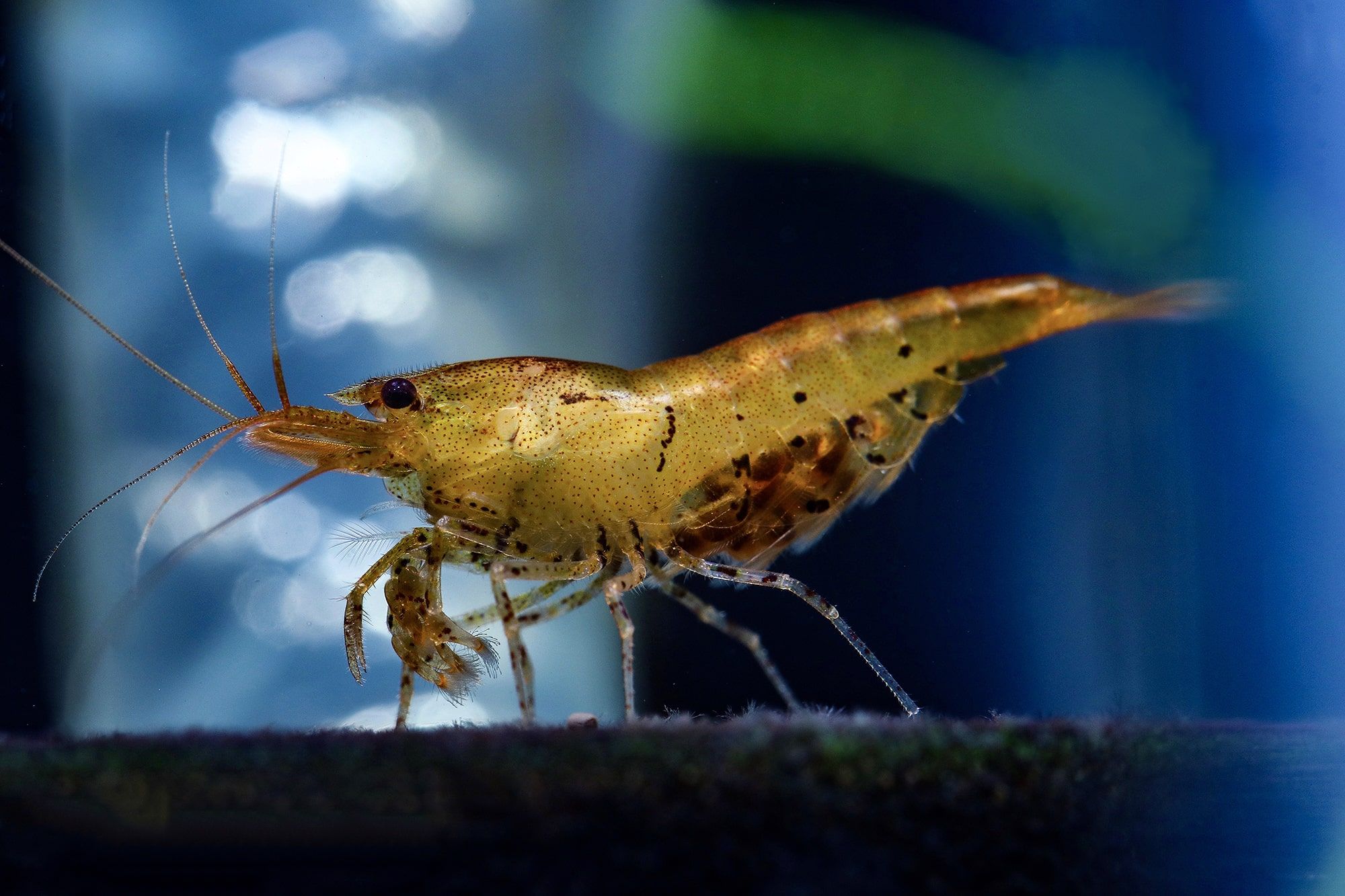 10 Peixes compatíveis com camarões Neocaridinas ~ Aquanimal