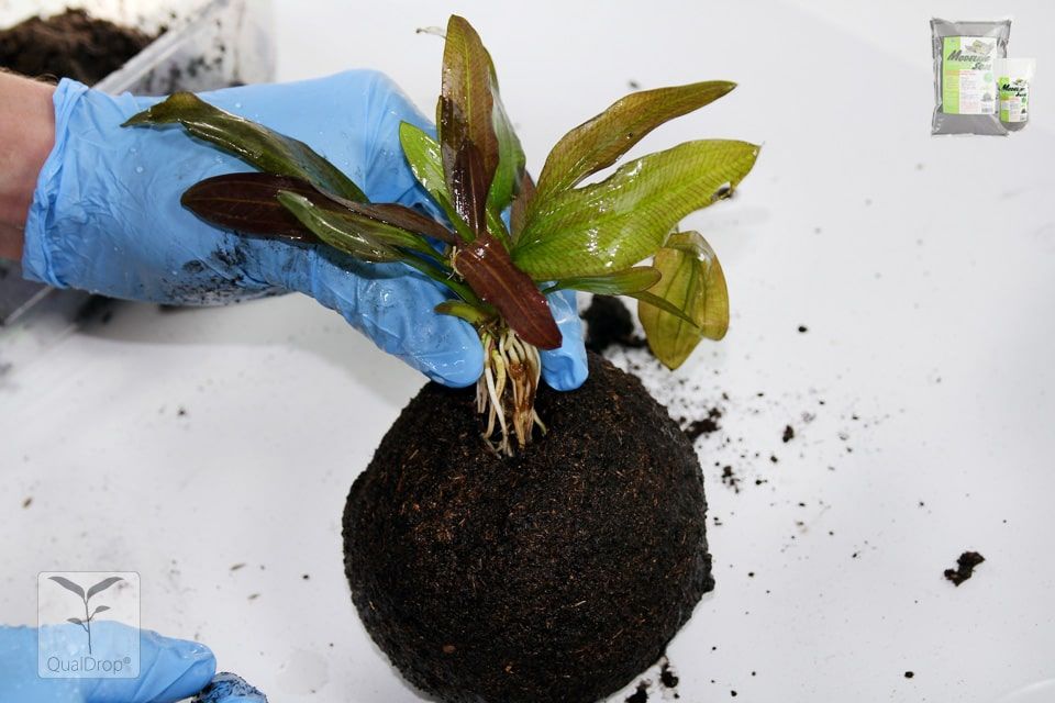 Brumisateur pour wabi kusa et plantes aquatiques émergées