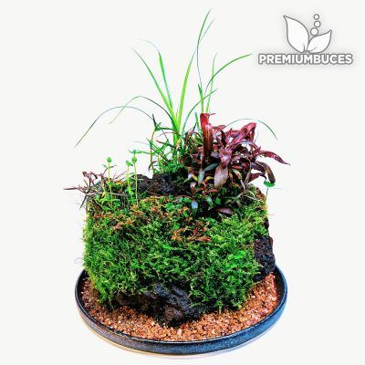 Wabi-Kusa plantas de acuario emergidas