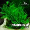 Fissidens Fontanus Fox musgo de acuario