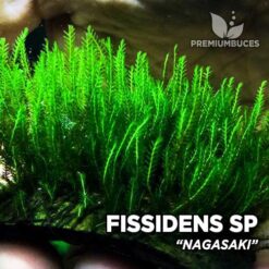 fissidens Nagasaki musgo de acuario