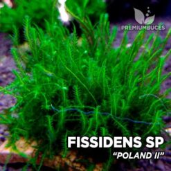 Fissidens Poland II musgo de acuario