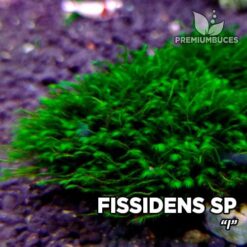 Fissidens sp I musgo de acuario