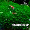 Fissidens sp III musgo de acuario