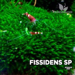 Fissidens sp III musgo de acuario