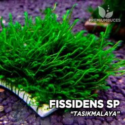 Fissidens Tasikmalaya musgo de acuario