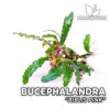 Bucephalandra Biblis Pink planta de acuario