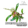 Bucephalandra Biblis Rosa Aquarienpflanze