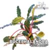 Bucephalandra Kota Baru planta de acuario