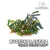 Bucephalandra Micro Velvet Leaf aquarium plant