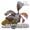 Bucephalandra Pandora Queen Runde Wellenförmige Aquarienpflanze