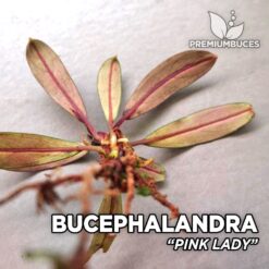 Bucephalandra Pink Lady planta de acuario
