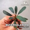 Bucephalandra Pink Lady planta de acuario
