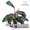 Planta de aquário afrodisíaca vermelha Bucephalandra
