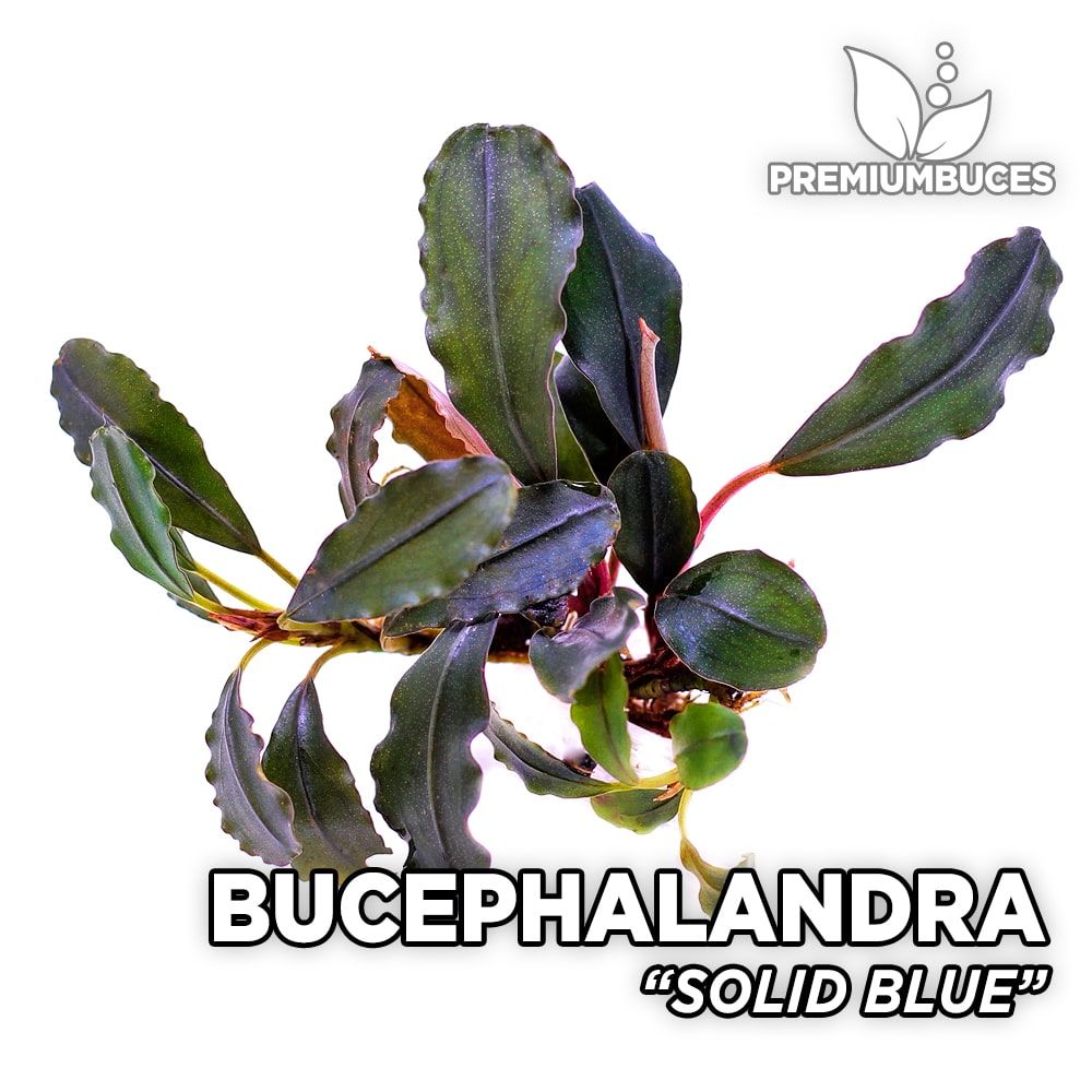 Wanneer Isoleren winter Bucephalandra "Solid Blue" 🛒 - PremiumBuces