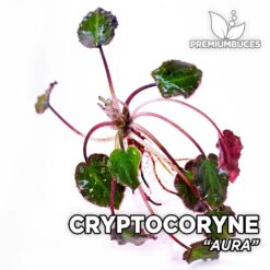 Cryptocoryne Aura aquarium plant