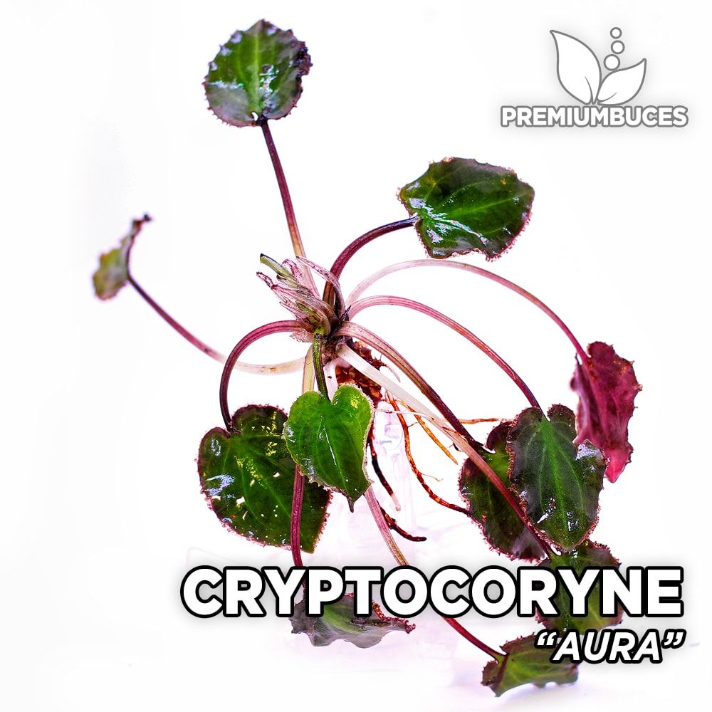 Cryptocoryne "Aura" 🛒 -