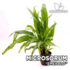 Microsorum Emerald Petit Helecho de Java planta de acuario