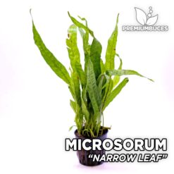 Microsorum Narrow Leaf Petit Helecho de Java planta de acuario