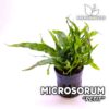 Planta de aquário Microsorum Petit Java Fern