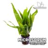 Microsorum Philippine Petit Helecho de Java planta de acuario