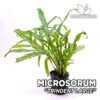 Microsorum Trident Large Petit Helecho de Java planta de acuario